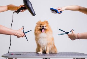 Dog Boarding in Pensacola The Ideal Vacation for Your Dog